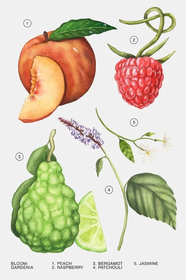 Perfume para mujer Zara Gardenia EDP eau de parfum 30 ML (1,0 FL. OZ) Foto 4 de 4