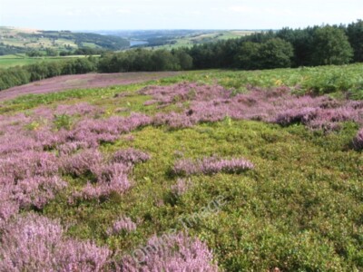 Foto 6x4 Bradfield Moors bei Emlin Dike Thornseat um 2009