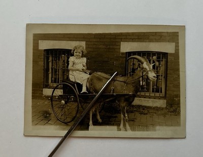 Vintage 1920s Young Girl in Goat Cart Harnessed Billy Goat Original Photo