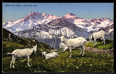 On High Alpine, Goat Pasture, Postcard 