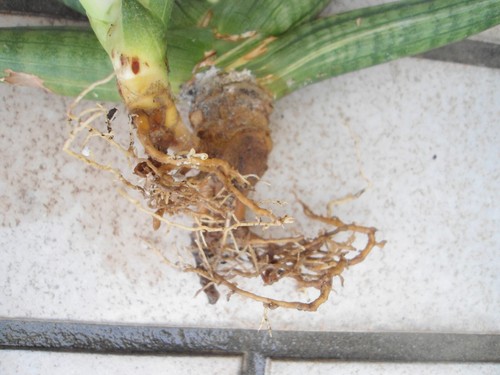 Sansevieria boncel variegata - hoch variegierte Mutterpflanze mit Ausläufer - Bild 13 von 16