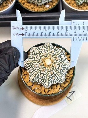 Astrophytum Star Shape (at2) (y1) | Rare Cactus