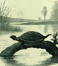 Saginaw City, Michigan Pure Wines & Liquors Medicinal Purposes Tradecard Turtle