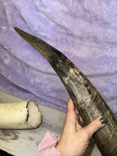 3 Raw Unfinished Cow Horns 17” - 19” Long - Natural Colored - Picture 7 of 16