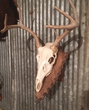 European Deer Skull Mount Wall/Table Pedestal Plaque Oak Arrowhead (dark walnut)