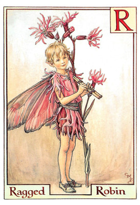 THE RAGGED ROBIN FAIRY ALPHABET Cicely Mary Barker 1995 POSTCARD 5714c