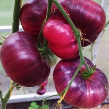 40 x TOMATO “ Amethyst Jewel ” 🍅 SWEET  SEEDS. NON GMO