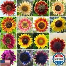 Groundio Sunflower Seeds for Planting, 15+ Varieties, 1 Oz, 1000+ Mixed Seeds