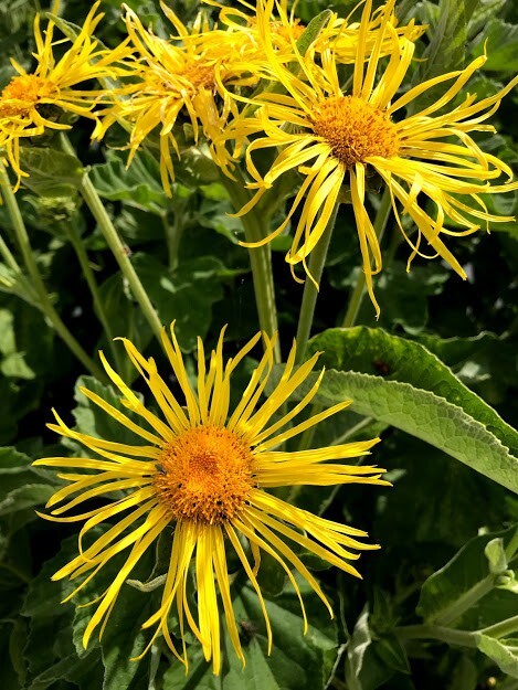 Elecampane Root Cut Tea High Quality Loose Leaves Tea Grade Herbal ...