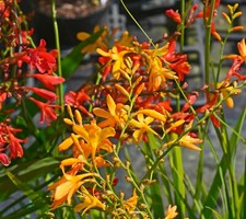 50 Crocosmia Mix Summer Flowering Bulbs Garden Perennial Montbretia Hardy Corms