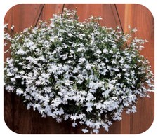 Lobelia Trailing Fountain White Mini Plug Plants x 24 For Potting On