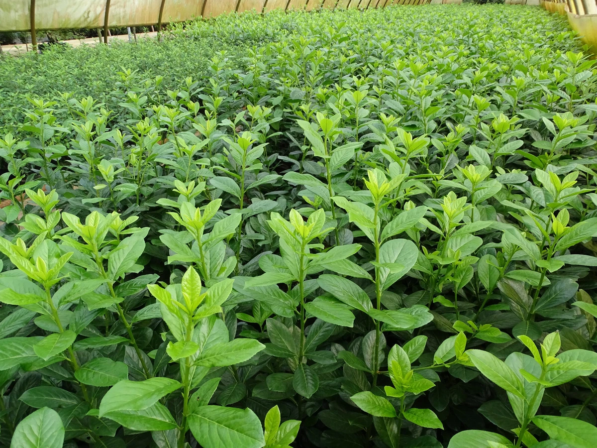 wetstick monstera Monstera obliqua Peru (Wetstick Cutting) main image 1