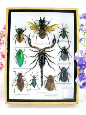 Single Piece, Real Taxidermy Insects and Crawlers as Medium 3D Wall Art M58