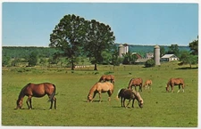 Horses Grazing in New Jersey Field Unposted Chrome Postcard