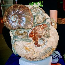 110.77LB A huge Natural Crystal ammonite fossil conch specimen Decoration