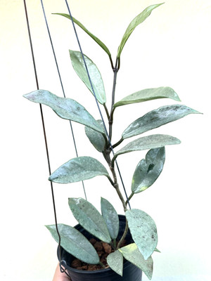 Hoya carnosa wibur grave silver well rooted. Rare.
