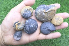 7pcs Fossil Goniatites Cheiloceras Devonian Ammonoid Collection Morocco- Fossils