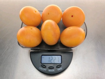 Natural Baltic Honey Egg Yolk Butterscotch Amber Beads 123 grams (6, 20 gs each)