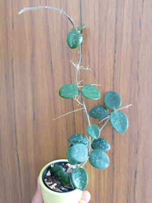 Hoya Mathilde Splash