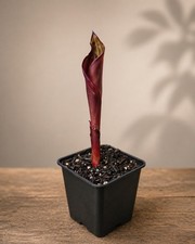 Canna Tropicanna Black 9cm Pot | Exotic Dark Foliage Patio Garden Plant