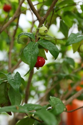 Pitanga oder Kirschmyrte / Eugenia uniflora / Surinamkirsche