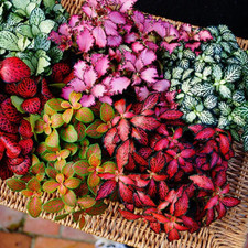 Tropical Houseplant Set – 6 Bare Root Fittonia/Mosaic/Nerve Plants