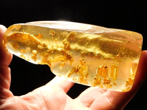 BIG! Translucent Polished Fossil AMBER w TWELVE Termite Fossils Colombia 71.1gr
