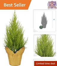 Live Lemon Cypress Tree Indoor Outdoor Decoration 12 Inch Tabletop Green