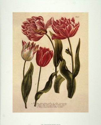 (16 x 20) Art Print TU0302 Johann Wilhelm Weinmann TULIPA FLORE - Printed in Ita