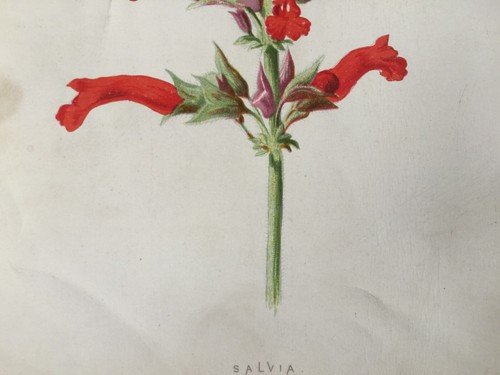 Antique Print Salvia Bolivian Sage Garden Flower Botany F E Hulme c1900s Plant - Picture 5 of 6