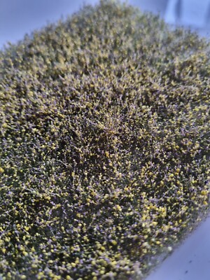 Polak 5983 Blumenwiese niedrig gelb-violett 17,5x13cm