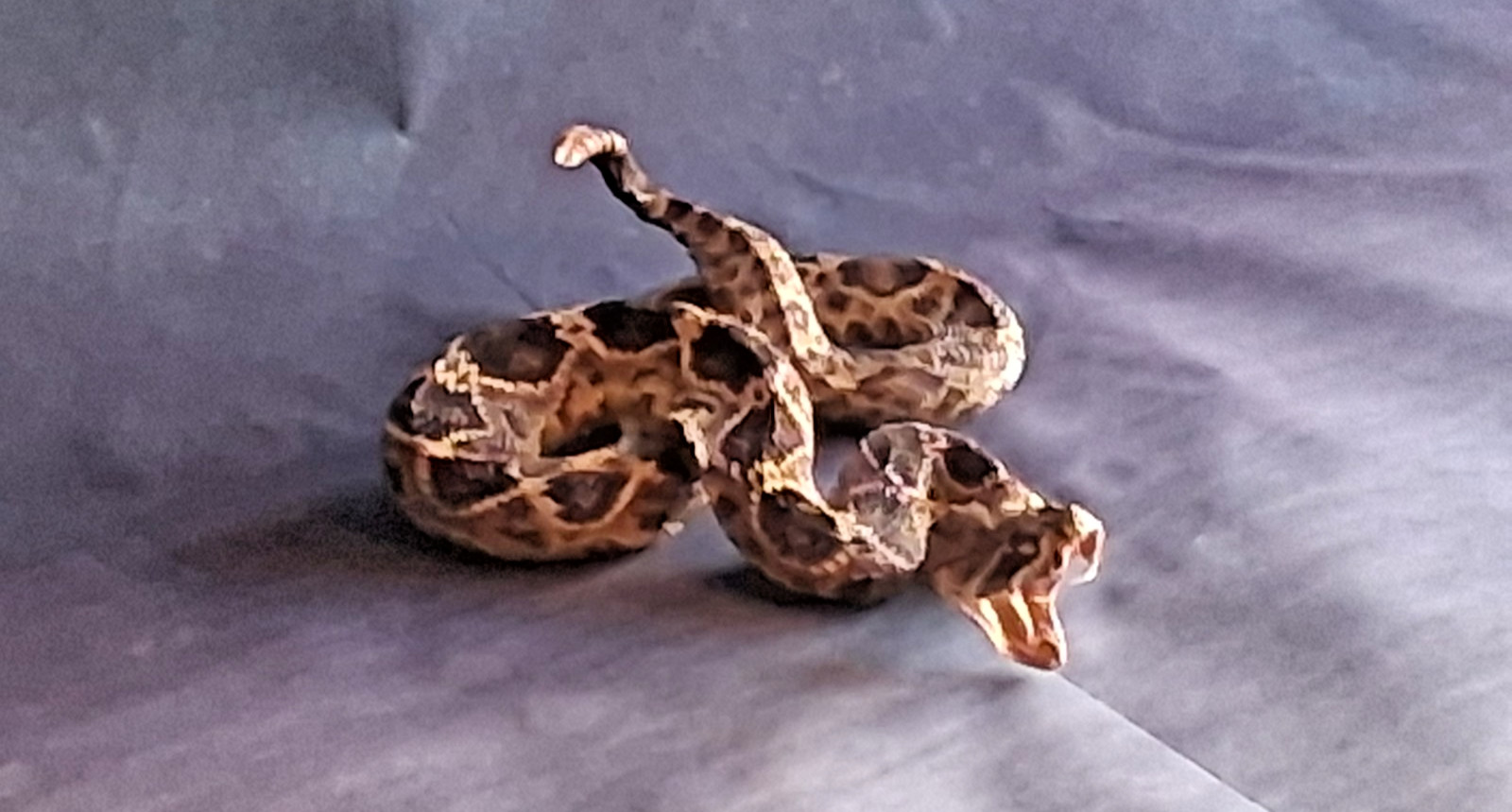Rattlesnake Taxidermy Mount Rattle Snake Taxidermy Reptile Mount