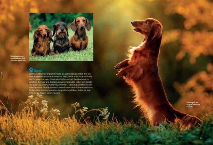 Thumbnail - Entdecke Die Hunde | Katja Krauß (u. A.) | Buch | 64 S. | Deutsch |