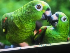 HP 17M ENVY TOUCH CE+i7-1051U@4.9GHz+1TB G4 SSD+1TB SATA+32GB RAM+NVIDIA MX250