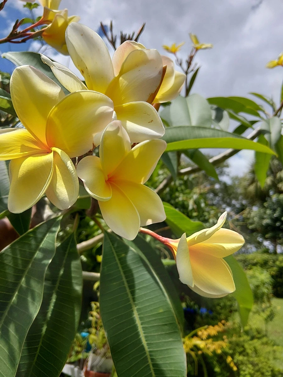 Plumeria Cutting for sale | eBay