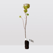 3 Small-leaved Lime - Tilia Cordata - 20cm tall - plant now