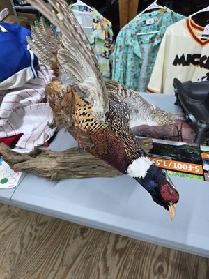 Ring Neck Pheasant Taxidermy Standing Full Body Mounted On Driftwood