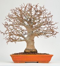 Bonsai Premium Zürgelbaum - Celtis sinensis Shohin 21cm