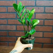 ZZ Plant with 4" inch Potted Live Houseplant | Zamioculcas Zamiifolia 