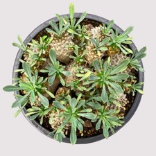 12cm Succulent Cactus Plant Euphorbia Gabizan(9-12 Heads)Cactaceae Garden Plant