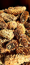 50+ Tannenzapfen zum Basteln Kränze Deko 8-10 cm