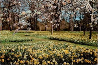 postcard Hagley park