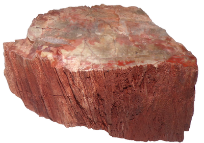 #ad #ad 3 Lb 10 oz Araucarioxylon Petrified Wood Chinle Formation Apache County AZ $49.26