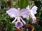 C. Enid `Blue Lu' Classic Coerulea Cattleya Orchid Plant — photo 3