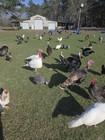 4+ HERITAGE TURKEY EGGS ORGANICALLY GROWN FREE RANGED READ DESCRIPTIONS — photo 2