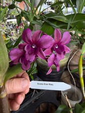 Dendrobium Blue Waxy orchid