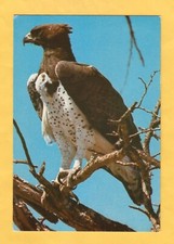 Cartolina Aquila Reale non  viaggiata