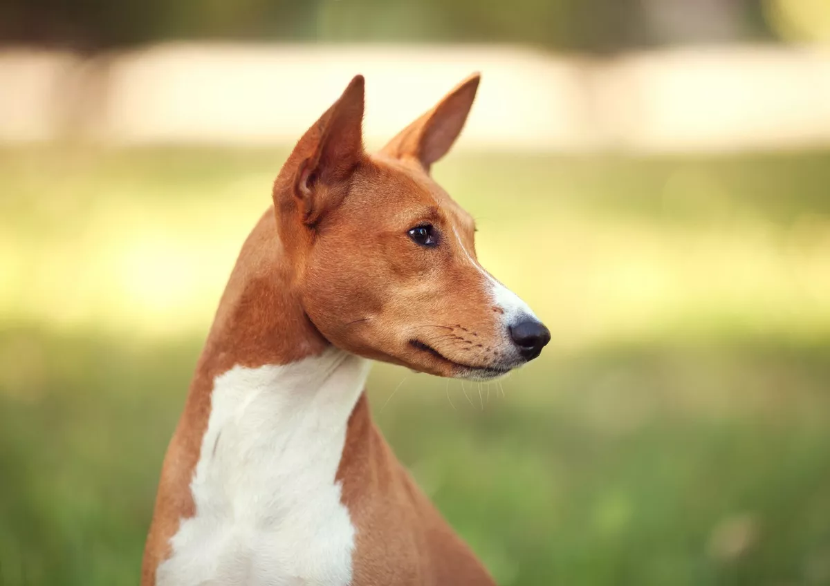 Basenji ebay best sale