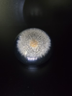 Vintage Tarax Infinity Dandelion Seed Puff Paperweight Handcrafted Canada 1970s