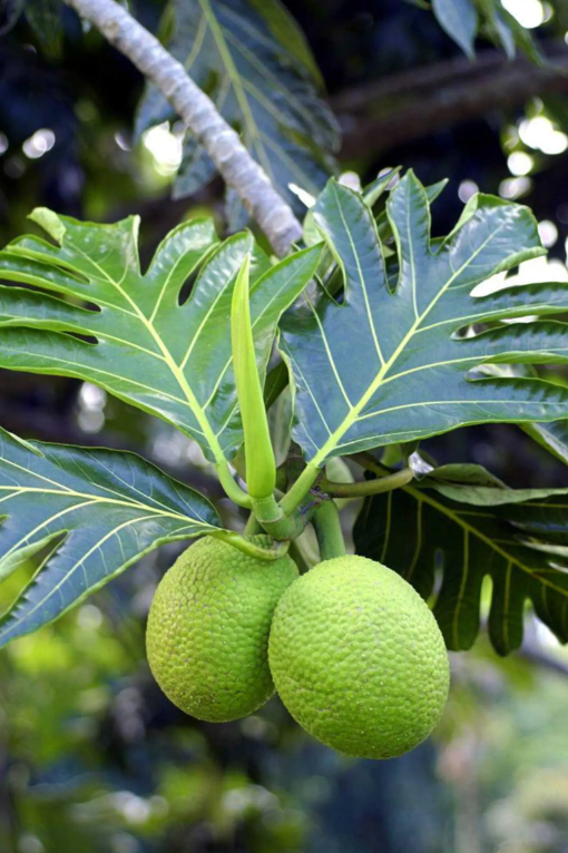 Breadfruit Tree Live Plant 2-3ft (Artocarpus altilis)Tropical Fruit Garden  Plant | eBay
